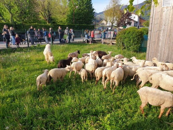 牧羊人也很高興他的羊羊可以受教育，畢竟平常教育羊羊也是要花錢花心力滴～ (圖/twitter@teleGrenoble) 