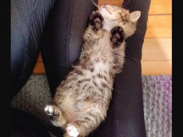 席琳說：「 才幾天時間，烏納已經成為一隻親人的貓了，我也可以感受到牠越來越健壯！牠復原得這麼好，一定可以好好擁抱牠幸福的新生活！」 (圖/Chatons Orphelins Montréal) 