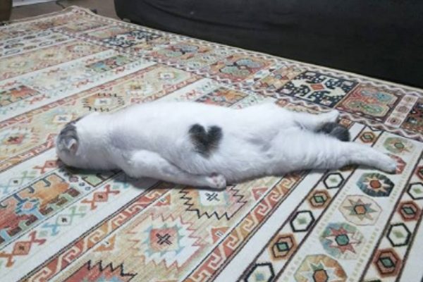 貓咪：本喵的「心」告訴我今天適合趴著！（圖／IG@ojarinn）