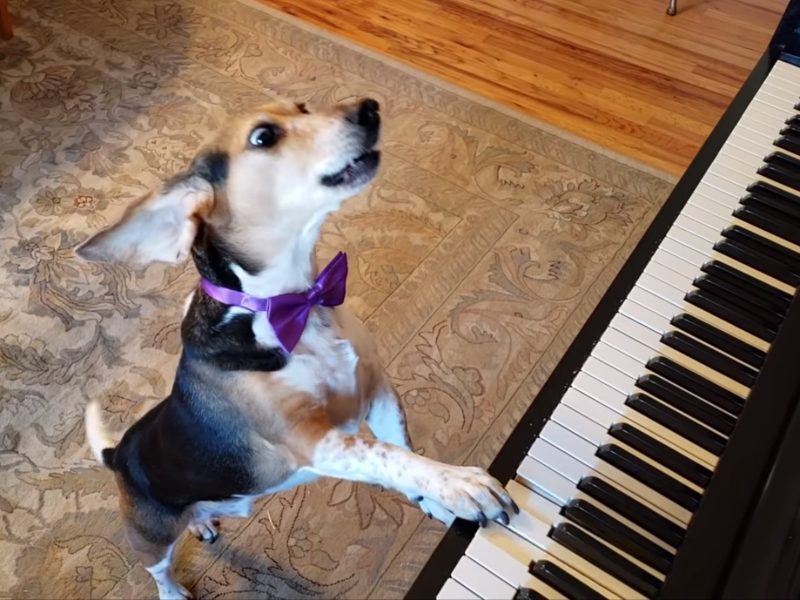 狗狗自學彈琴唱歌　不只發專輯還捐錢給收容所超暖心
