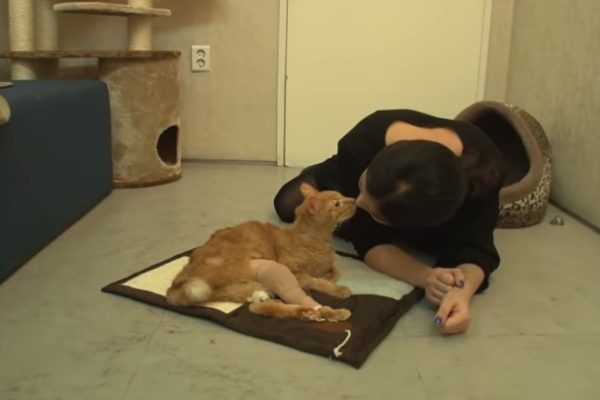 新飼主每天到醫院陪牠，一人一貓感情越來越深厚，而Joonpal也開始卸下心防（圖／翻攝自Youtube@Kritter Klub）