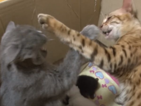 一進去兩貓就會開始吵架，不只一直哈氣，還會出手攻擊對方，試圖把對方趕出去！ (圖/Youtube@SBS TV동물농장x애니멀봐) 