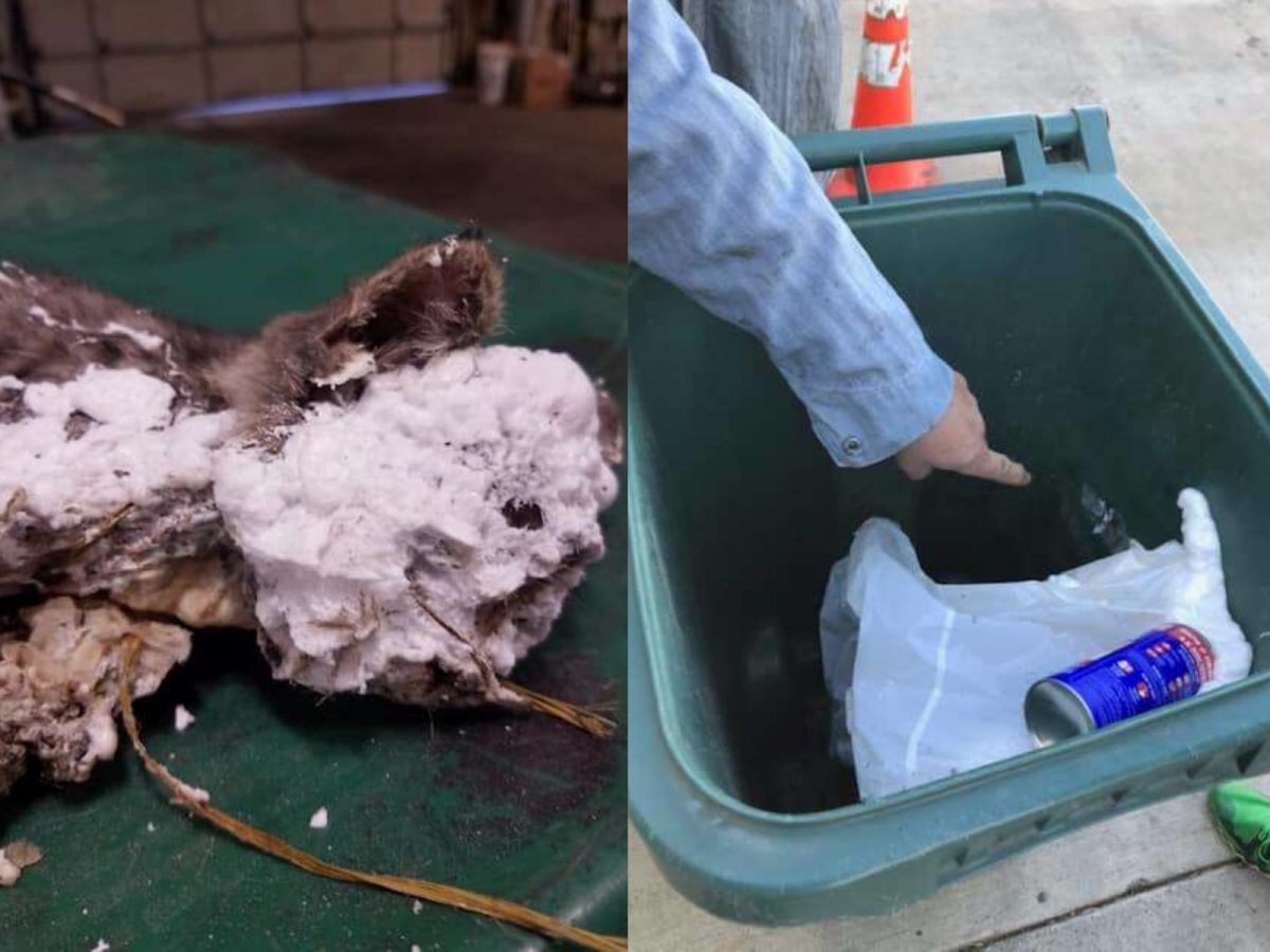仔細一看他才發現一隻小生物覆蓋著堅硬的白色泡沫，被丟在垃圾桶裡，他趕緊把牠救出來，並在交給獸醫之前盡量清除附著在上面的泡沫，才驚覺這是一隻小貓！ (圖/Washington County Sheriff’s Office) 