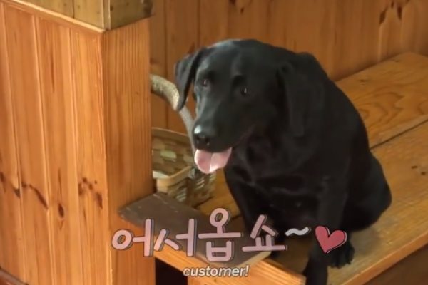 Haneul每天都在燒烤店上班，最喜歡看到客人上門，還會一一鞠躬歡迎！（圖／翻攝自FB@The Pets Home）