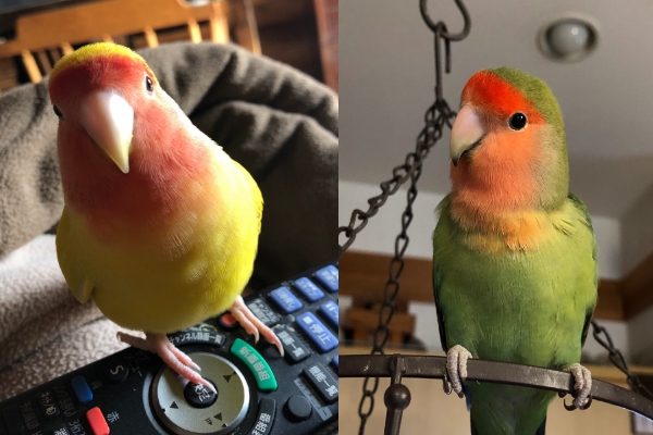 左邊黃色的ゆずちゃん與右邊綠色的ふくちゃん都是主人非常疼愛的牡丹鸚鵡（圖／twitter@_f_u_k_u_chan）