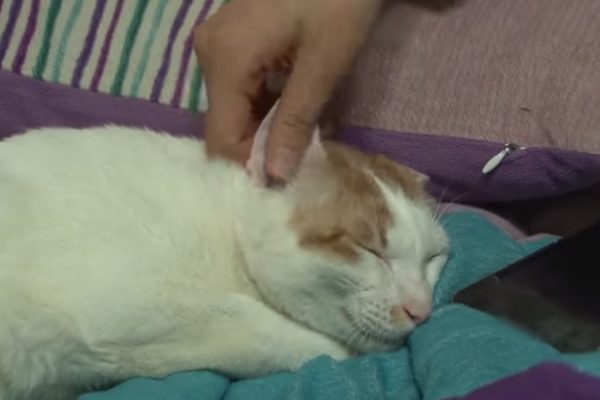 Dongshik平時是一隻很溫馴的貓，不明白為何半夜會突然攻擊飼主（圖／翻攝自Youtube@Ktitter Klub）