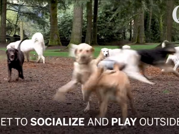 因為實在玩得太興奮了，所以每隻狗狗都自動模糊化，看不清楚啦！ (圖/Youtube@The Oregonian) 