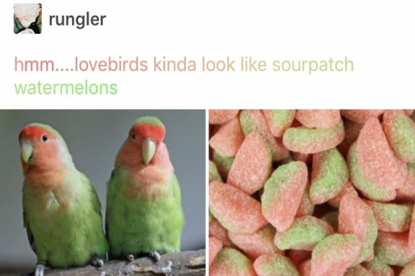 綠色的牡丹鸚鵡跟西瓜口味的軟糖顏色也是一模一樣！（圖／twitter@_f_u_k_u_chan）