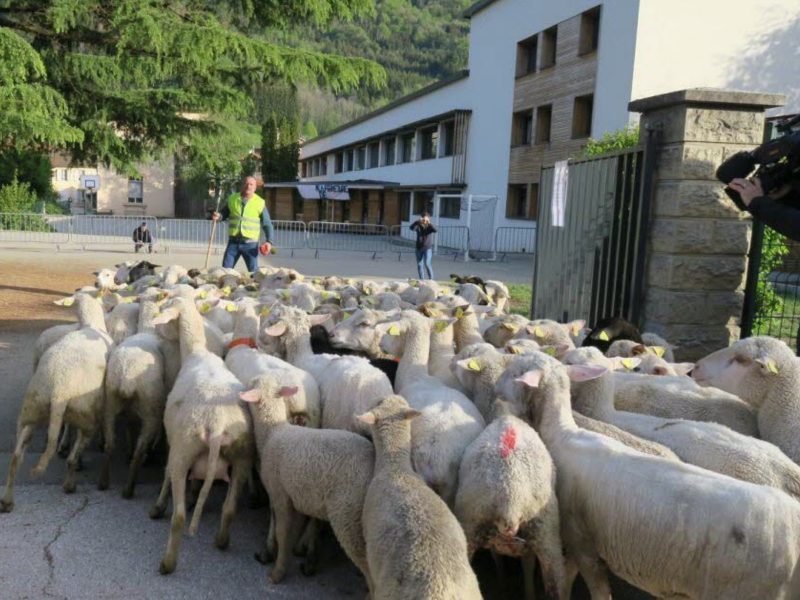 羊羊上學去！法國學校學生不足　找來羊咩咩神救援

