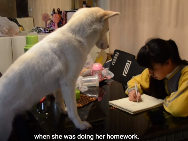 從此之後監督姐姐寫作業成為飯糰每天都要做的事！ (圖/Youtube@South China Morning Post) 