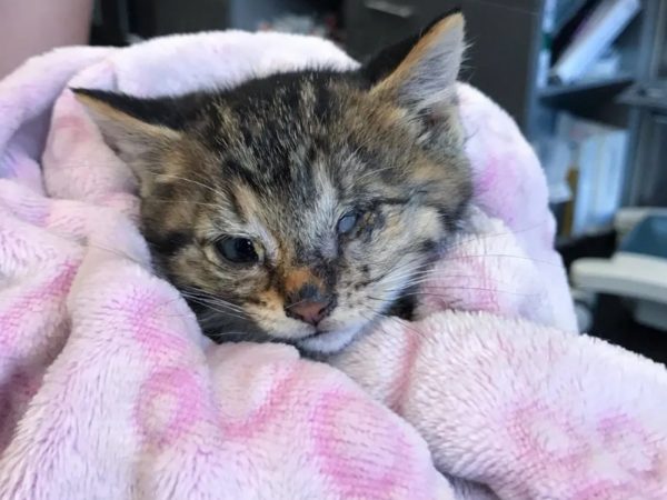 烏納對人感到相當害怕，因為在被救之前牠從來沒有接觸過人，不過遇到瑪麗亞之後，烏納有了很大的轉變！ (圖/Chatons Orphelins Montréal) 