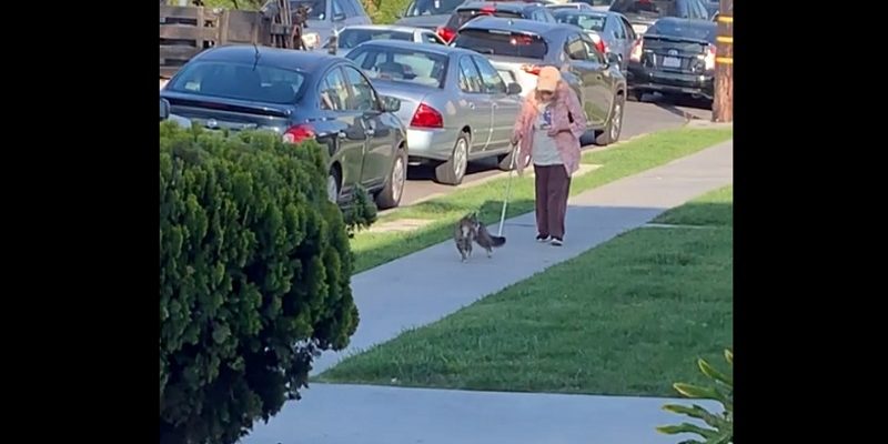 溫柔貓咪超暖心　每天護送鄰居奶奶散步到家門口
