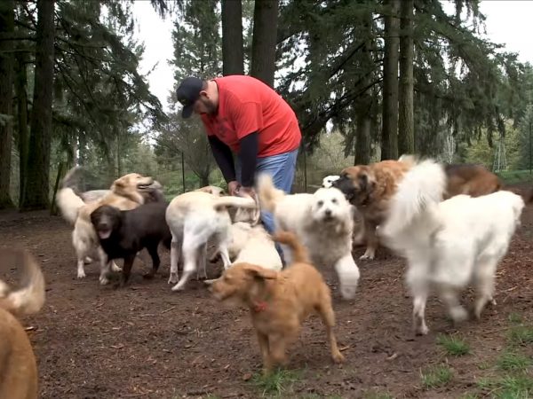 Montoya說每天都被這麼多歡樂的狗狗包圍，覺得自己真的太幸福啦！ (圖/Youtube@The Oregonian) 