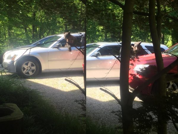熊熊們努力地破壞莫里斯的車，似乎還想把車開走！ (圖/Facebook@Chad Morris) 