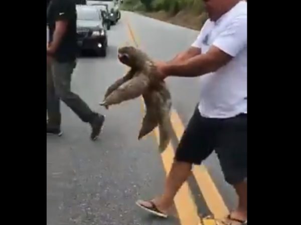 好心人看到樹懶在路中央，趕緊將牠帶離。(圖/Twitter@Dutchwouter777) 