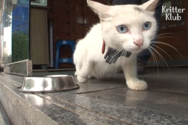 Summer原本生活的很愉快，但自從Winter來了之後讓牠每天都非常緊張（圖／翻攝自Youtube@Kritter Klub）