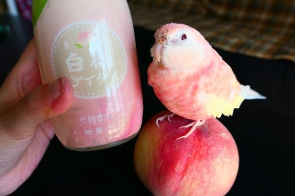 這隻柏克氏鸚鵡身上的配色跟白桃一樣，都是粉嫩粉嫩的色系！（圖／twitter@_f_u_k_u_chan）