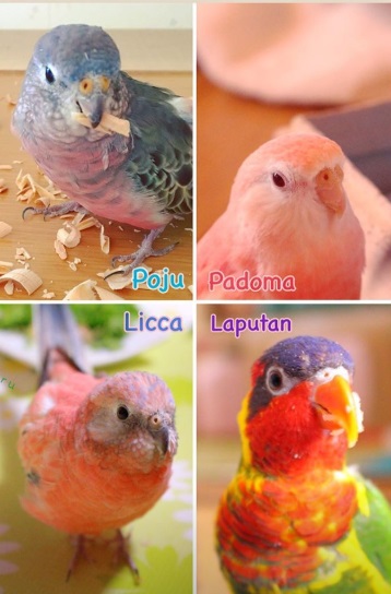 Padoma和其他三隻不同羽色的鳥朋友。（圖／翻攝自IG@pojumaru）