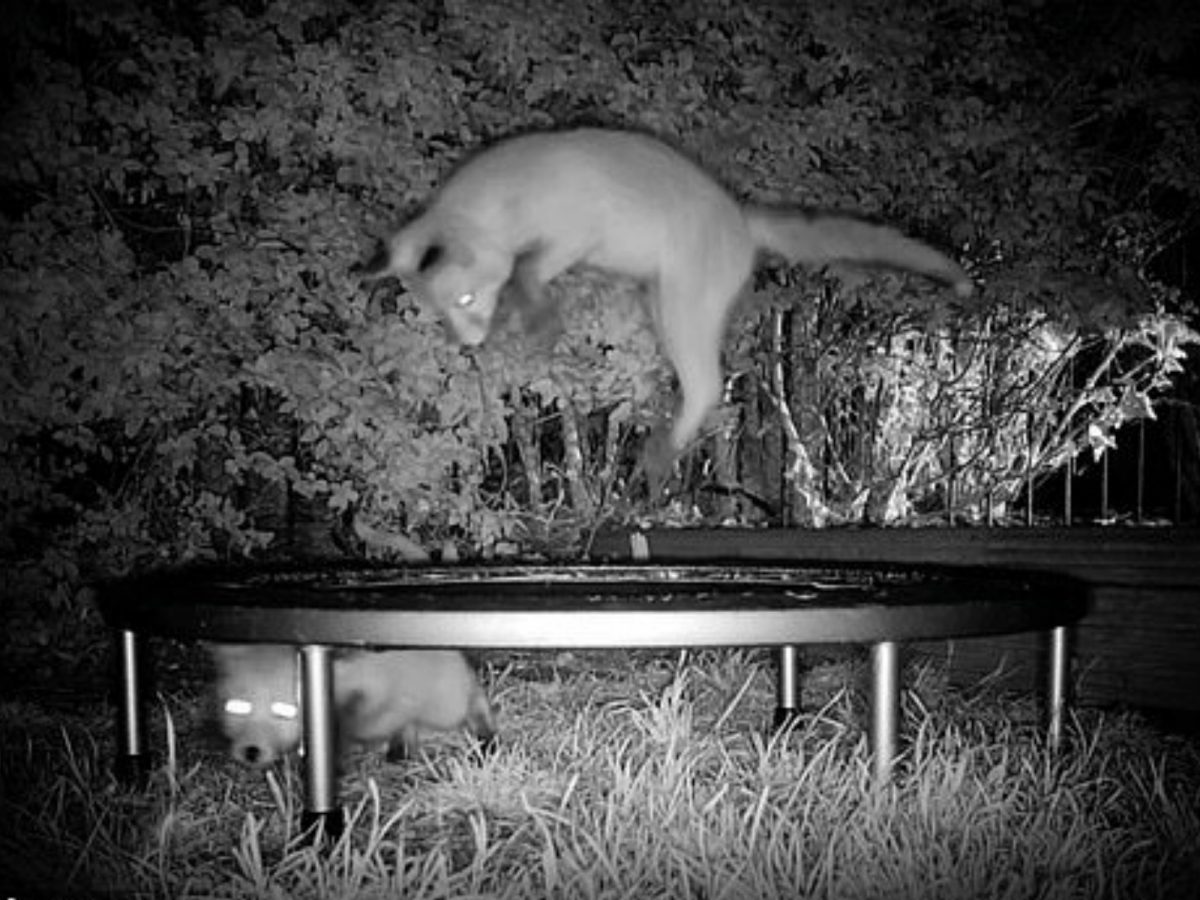 狐狸跳起來很輕巧、優美～就像是飄浮起來一樣啊～ (圖/Youtube@Caters Clips) 