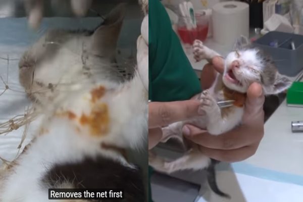 獸醫將母貓身上的漁網移除，並為母子倆進行治療與檢查（圖／翻攝自Youtube@Kritter Klub）