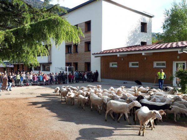其中有15隻羊羊以Baa-bete、Dolly和Shaun等假名註冊學籍。 (圖/twitter@FoundersChurch1) 