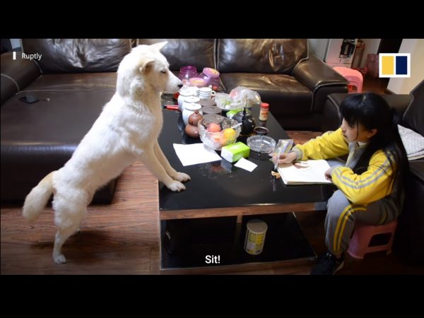姊姊：飯糰坐下！飯糰：（瞇瞇眼）……我不聽我不聽我不聽！ (圖/Youtube@South China Morning Post) 
