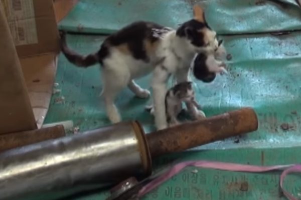 除了被魚網纏住的小貓，母貓還有另一隻幼貓，被藏在倉庫的紙箱裡（圖／翻攝自Youtube@Kritter Klub）