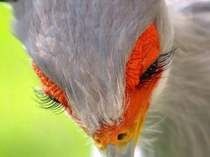 顏值超高的鳥中女神！睫毛特長的美鳥你見過嗎？
