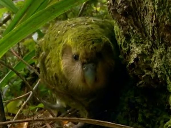 Kakapo鴞鸚鵡是紐西蘭的特有鳥，也是瀕臨絕種的最大型鸚鵡（圖／翻攝自FB@BBC Earth）