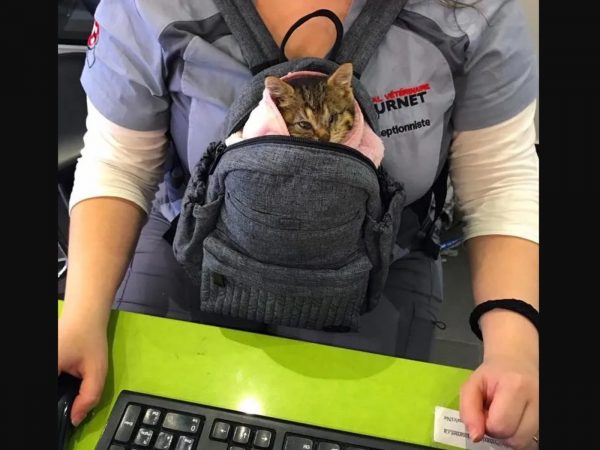 烏納現在已經完全不一樣了！牠在醫院時不會感到害怕，經過獸醫的治療牠也不再感到疼痛，牠非常喜愛每天給他許多親親抱抱的瑪麗亞。 (圖/Chatons Orphelins Montréal) 