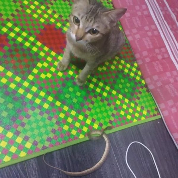 小貓帶了一條小蛇來賠罪，頓時讓Haryanto嚇一大跳不知該如何是好（圖／FB@PawsLogic）