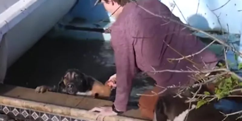 一發現第三隻狗狗在泳池裡掙扎，Trevor馬上前往救援，而一旁的梗犬也焦急的在旁邊等待（圖／翻攝自Youtube@The Dodo）
