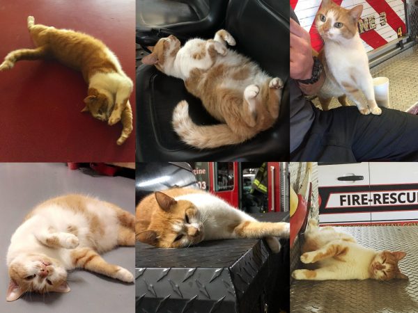 身為消防貓局長當然也是有工作的，每天看到人Flame都會自動倒下，提供各種摸摸服務！ (圖/IG@flamethearsoncat) 