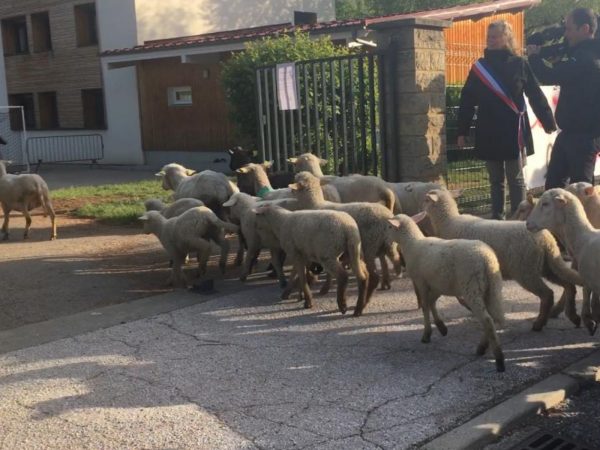 羊羊進校門囉～家長請來當地的牧羊人帶著他的羊群一起到學校，代替不足的學生人數註冊入學！ (圖/twitter@bleu_isere) 