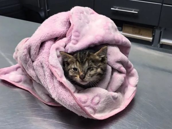 在受到良好的照料後，烏納被交給在Chatons Orphelins Montréal工作的寄養媽媽瑪麗亞照顧。 (圖/Chatons Orphelins Montréal) 