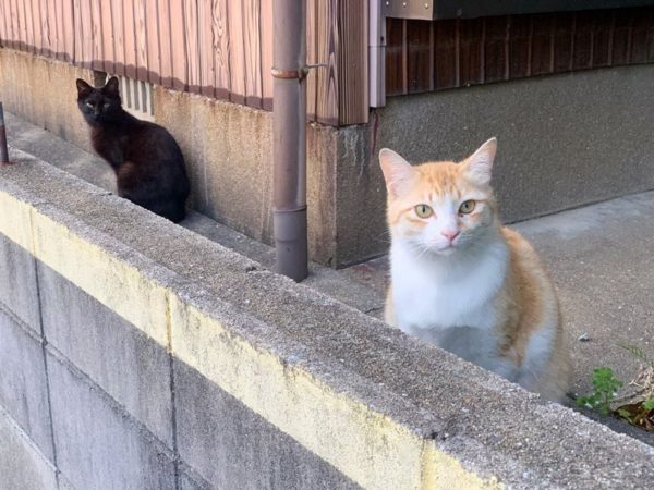 橘白貓很認真傾聽的樣子，這時候後面黑貓猛一回頭！(圖/Twitter@neohimeism) 