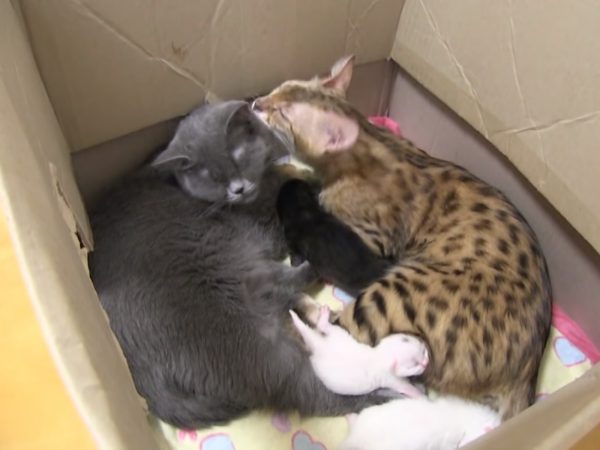 後來兩隻母貓好像也漸漸習慣對方的存在，都能接受奶貓們擁有「兩個媽媽」，不僅不會吵架，還會互相舔舔～ (圖/Youtube@SBS TV동물농장x애니멀봐) 
