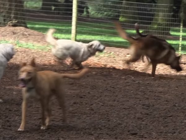 終於來到遊樂場惹，這裡有超多玩伴可以一起玩，所以狗狗們總是很嗨地跑來跑去～ (圖/Youtube@The Oregonian) 