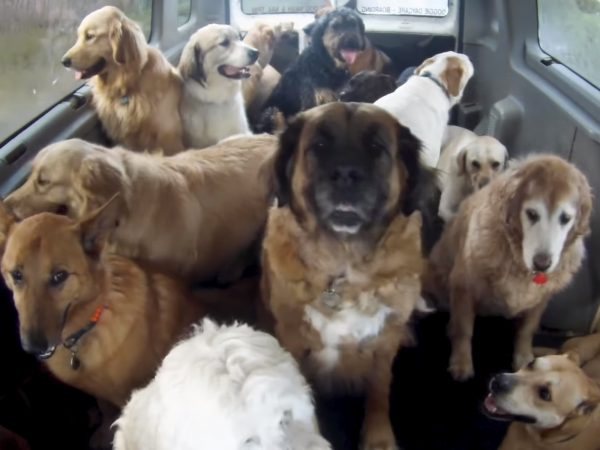 因為安親班太歡樂了，校車也越開越大，Montoya說現在平均每天都有二三十隻狗狗來上學！ (圖/Youtube@The Oregonian) 