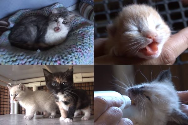 這裡可不只有成貓們居住，也有老貓、幼貓甚至是可愛的奶貓！（圖／翻攝自Youtube@Kritter Klub）