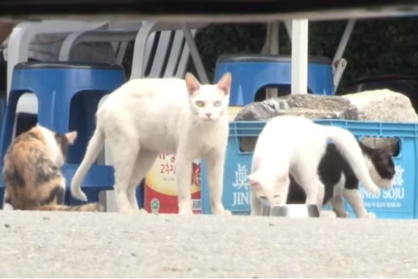 自從Winter來了之後，周邊的地盤都變由牠掌管（圖／翻攝自Youtube@Kritter Klub）