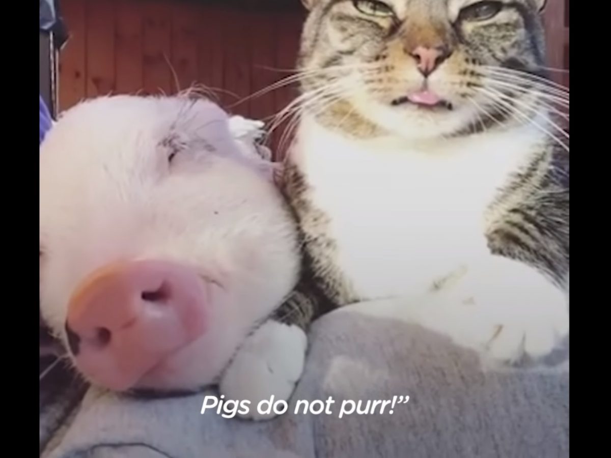 小豬Dragonlord呼嚕中，主人大喊：「你這隻小豬呼嚕什麼啦！」(圖/Youtube@The Dodo) 