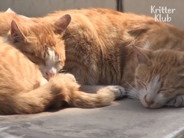 是阿姨救了母貓，貓咪們為了感謝她而這樣默默守護吧！(圖/Youtube@Kritter Klub) 