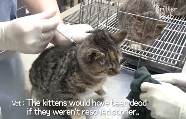 其中有一隻小貓不幸喪生，餐廳老闆娘趕緊送牠們到醫院檢查，還好有及早發現並治療，不然小貓受感染致命的機率相當高