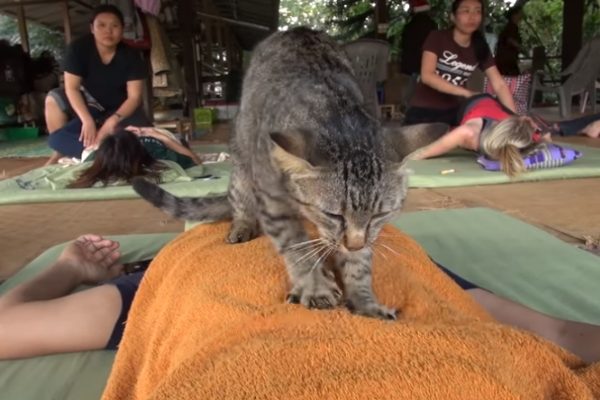 清邁大象自然公園裡出現一隻會按摩的貓咪（圖／翻攝自Youtube@elephantnews）