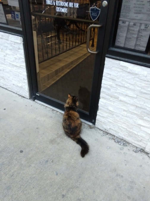 愛貓男子大衛在咖啡廳門口遇見一隻看起來可憐兮兮想進門的貓。（圖／翻攝自twitter＠davidfucillo）