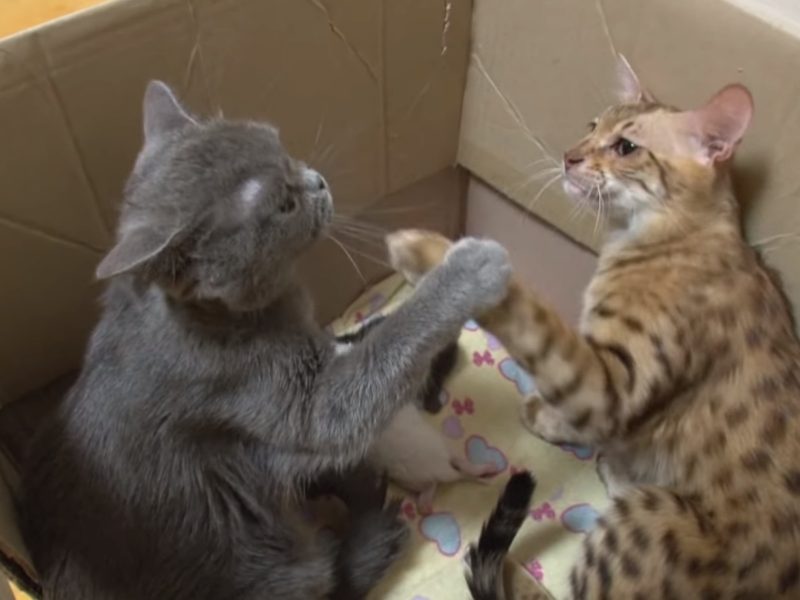 母愛加倍爆棚！兩貓為奶貓爭吵　主人介入後成超幸福家庭
