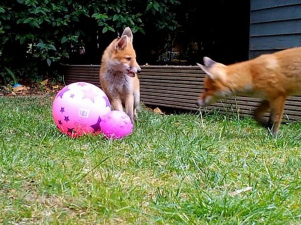 南丁格爾曾看到這兩隻狐狸在院子玩充氣球球，但她沒想到的是，牠們竟然還會玩彈跳床！(圖/Youtube@Caters Clips) 