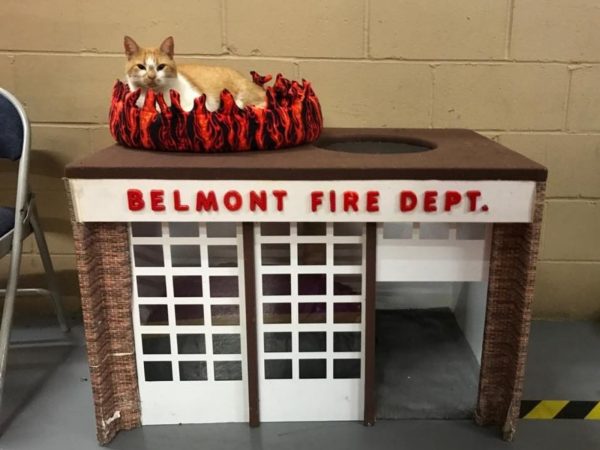 Flame甚至擁有自己的小小消防局！(圖/IG@flamethearsoncat) 