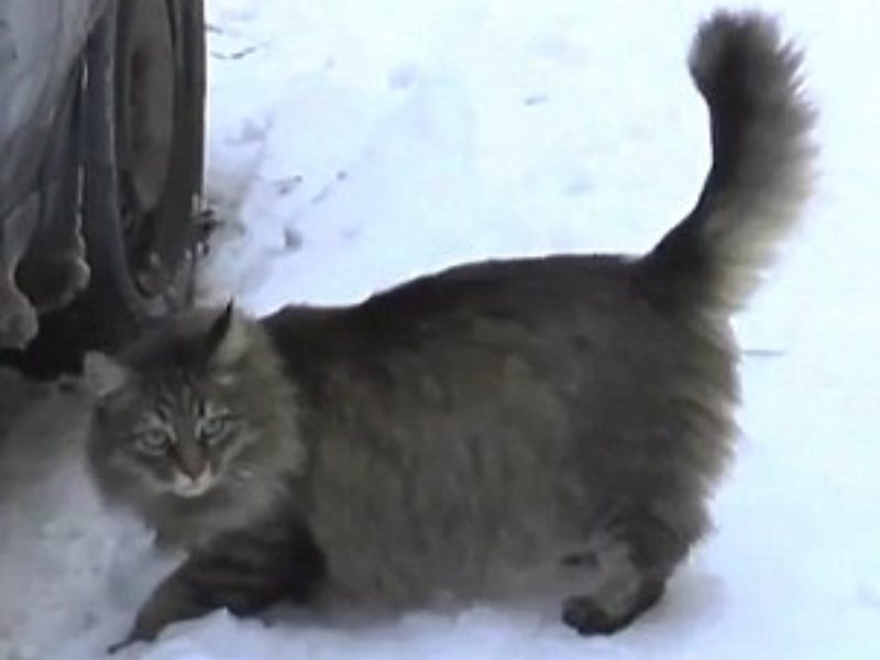 寒冷雪地中浪貓緊抱被遺棄嬰兒　大聲呼叫居民求救！
